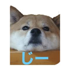 [LINEスタンプ] 柴犬「りんご」