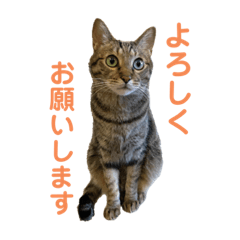 [LINEスタンプ] えん＆しらす＆ごましお