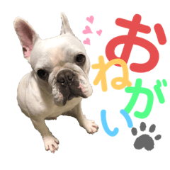 [LINEスタンプ] 鼻ぺちゃ犬