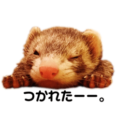 [LINEスタンプ] フェレットの日常生活