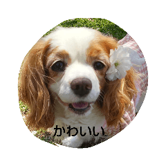 [LINEスタンプ] キャバリアなつ
