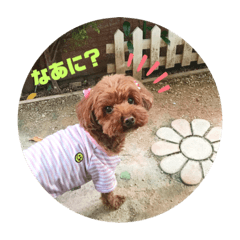 [LINEスタンプ] トイプードルリズム‎