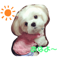 [LINEスタンプ] マルチーズのさす＆こむスタンプ