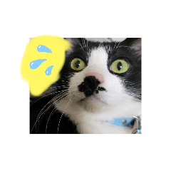 [LINEスタンプ] にゃんずの一言