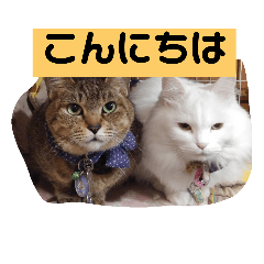 [LINEスタンプ] ニャンズ スタンプ2