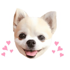 [LINEスタンプ] らぶちゃんと妹たち❤︎❤︎