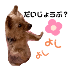 [LINEスタンプ] ヨーキーファミリー