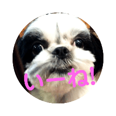 [LINEスタンプ] ろくちゃんスタンプだよ