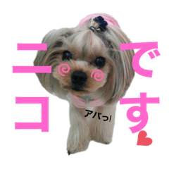 [LINEスタンプ] タレ耳ヨーキーのニコちゃん