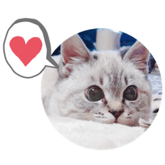 [LINEスタンプ] 日常ニャーちゃん。