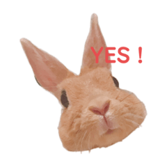 [LINEスタンプ] うさぎのコロンちゃん