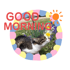[LINEスタンプ] たろうはねこ
