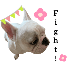 [LINEスタンプ] 我が家のこてっちゃん part.2
