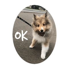 [LINEスタンプ] シェットランドシープドッグわらび君