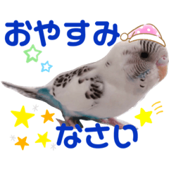 [LINEスタンプ] セキセイインコのすたんぷ
