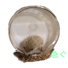 [LINEスタンプ] ハリネズミの大福 写真スタンプ