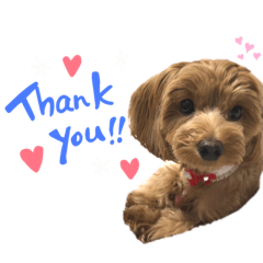 [LINEスタンプ] 愛犬ベル❤︎