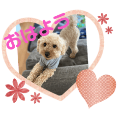 [LINEスタンプ] トイプー ♡ひなこ♡