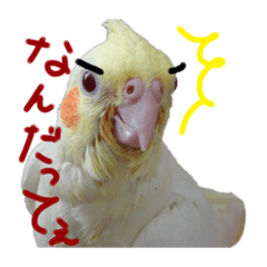 [LINEスタンプ] オカメの琥珀スタンプ