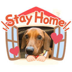 [LINEスタンプ] スムースダックスはるちゃんの毎日2