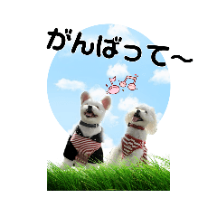 [LINEスタンプ] ミックス犬 リオン＆フランの日常編2