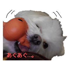 [LINEスタンプ] マルポメたんぽぽ君のスタンプ♪