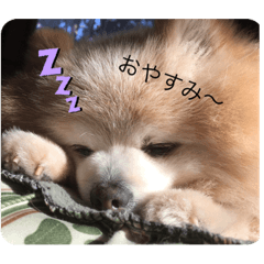 [LINEスタンプ] ポメラニアンのコメちゃん