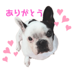 [LINEスタンプ] 我が家のハルちゃんスタンプ