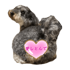 [LINEスタンプ] 愛しのコロン©︎