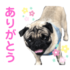 [LINEスタンプ] パグのぽんずくん