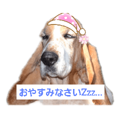 [LINEスタンプ] キャンちゃんファミリー