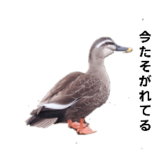 [LINEスタンプ] 全然話を聞いてくれない動物たち