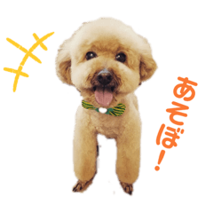 [LINEスタンプ] ごろ太のスタンプ