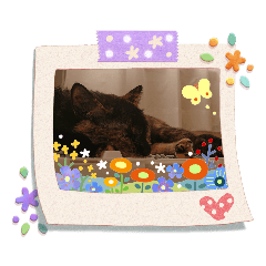 [LINEスタンプ] 猫deご挨拶