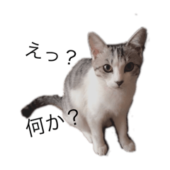[LINEスタンプ] ネコスタンプゆるゆる
