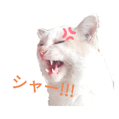 [LINEスタンプ] ニケの日常