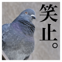 [LINEスタンプ] 野鳥の日常スタンプ