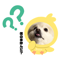 [LINEスタンプ] 愛犬ポコの日常スタンプ