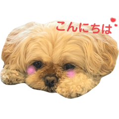 [LINEスタンプ] ペキプー蒼汰の万能スタンプ