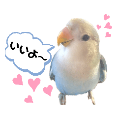 [LINEスタンプ] コザクラインコの空ちゃん with lovers