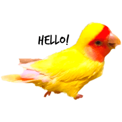[LINEスタンプ] もちもちすた
