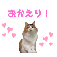 [LINEスタンプ] 猫(くー)