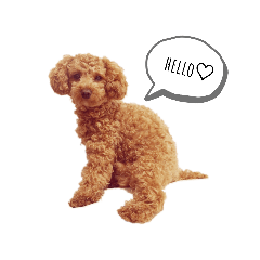 [LINEスタンプ] 犬（トイプードル）スタンプ