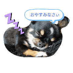 [LINEスタンプ] 柴・チワワ・うさぎ