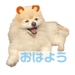 [LINEスタンプ] ポメラニアンのラブ