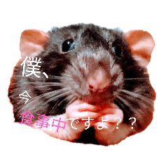 [LINEスタンプ] こじまるです