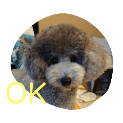 [LINEスタンプ] ねことトイプードル