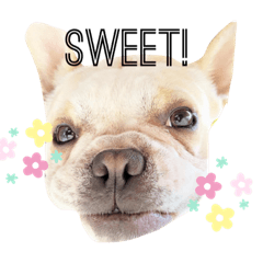 [LINEスタンプ] フレブルかいくん