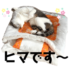 [LINEスタンプ] みこさん家の猫ちゃん達