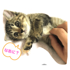 [LINEスタンプ] 茶トラのすずちゃん